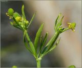 Image of taxon representative. Author is Сергей Апполонов