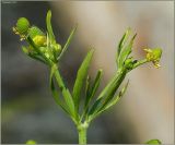 Ranunculus sceleratus. Верхушка растения с цветками и завязавшимися плодами. Чувашия, г. Шумерля, очистные сооружения. 2 июня 2011 г.