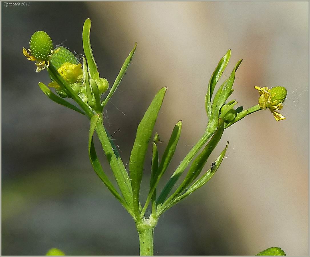 Image of Ranunculus sceleratus specimen.