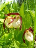 Cypripedium calceolus