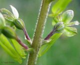 Listera ovata. Цветки (виден характерный признак вида - сильно скрученная цветоножка). Украина, Ивано-Франковская обл., Надворнянский р-н, с. Максимец, луг возле Горганского лесничества. 16 июня 2011 г.