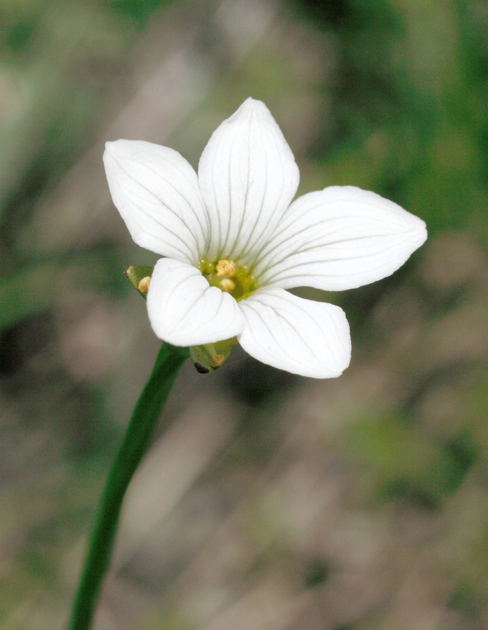 Image of Parnassia laxmannii specimen.