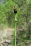 Equisetum variegatum