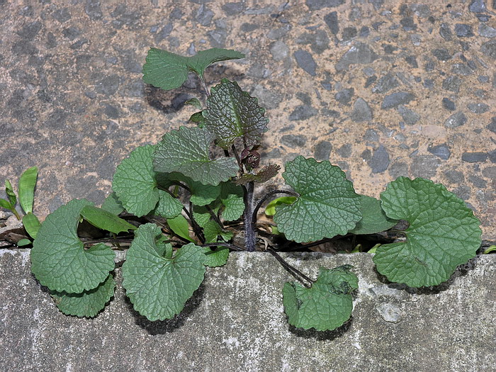 Image of Alliaria petiolata specimen.