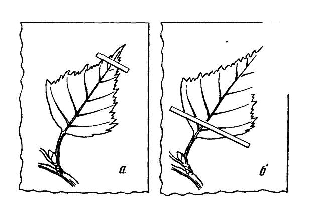 Неправильное и правильное закрепление листа растения при монтировке гербария
